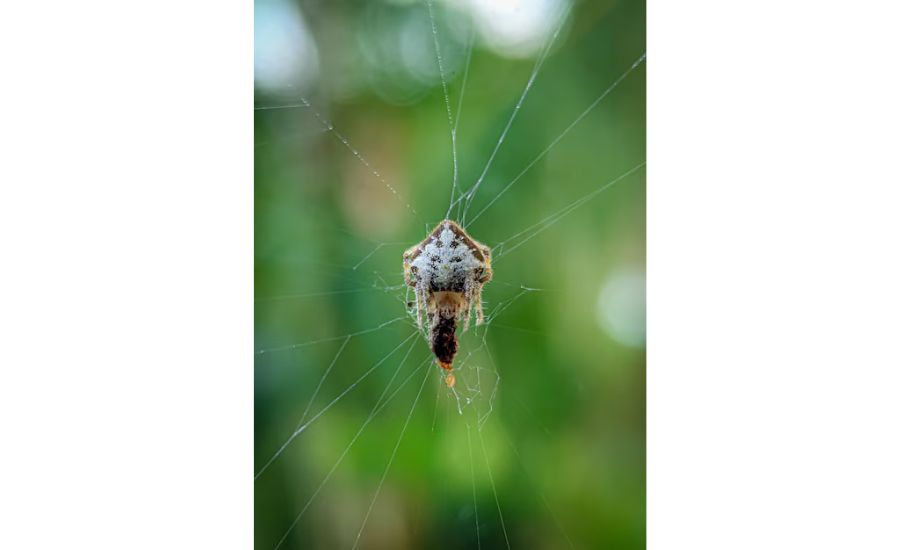 Advanced Techniques for Efficient Spider Hunting